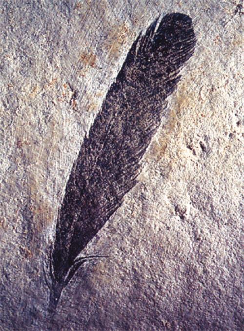 羽毛化石