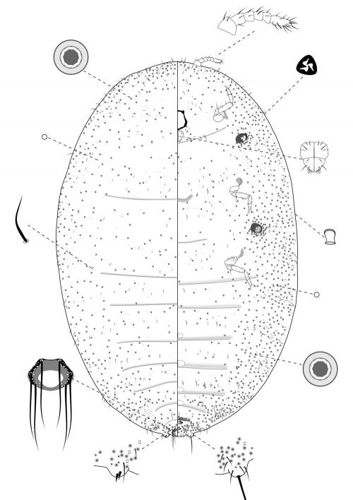 Miscanthicoccus miscanthi (Takahashi, 1928)