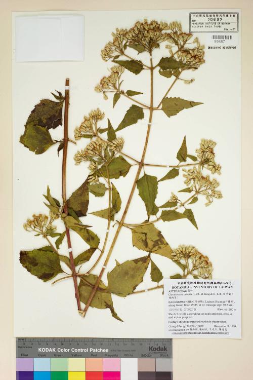 Chromolaena odorata (L.) R. M. King & H. Rob._標本_BRCM 5056