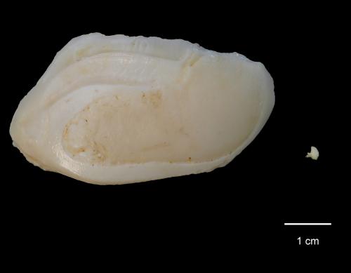 海洋古生物實驗室中保存最大的耳石與較小的耳石