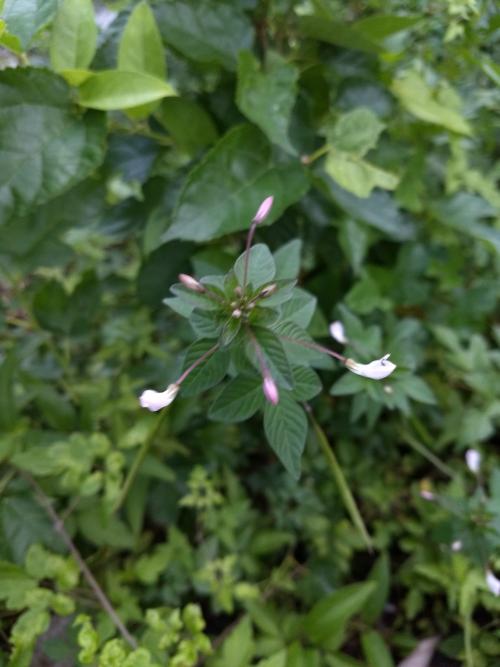 皺子白花菜