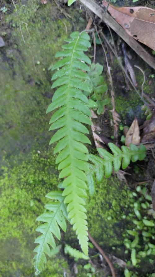 短柄卵果蕨