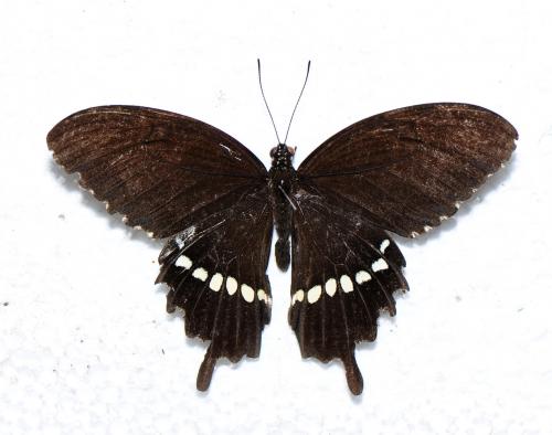 玉帶鳳蝶 Papilio polytes polytes