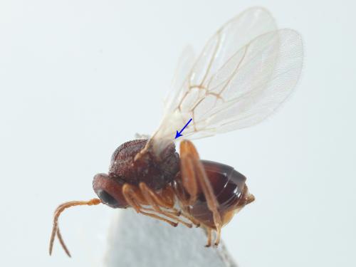鈍角癭蜂屬