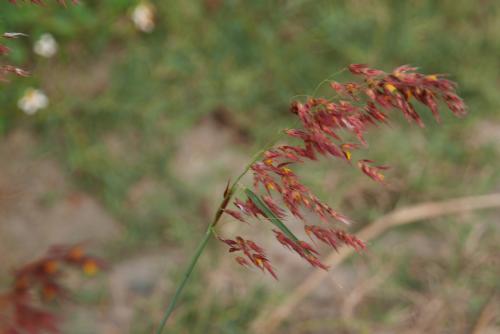 紅毛草