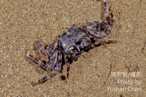 粗腿厚紋蟹 