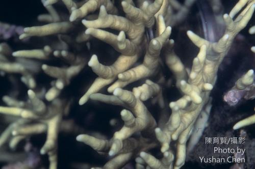 糾結千孔珊瑚 