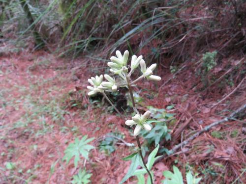 高山破傘菊