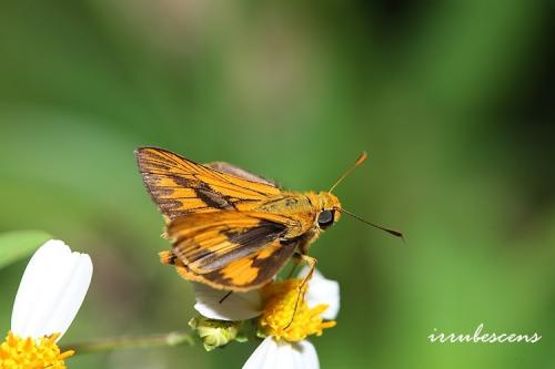 H28-3 熱帶橙斑弄蝶