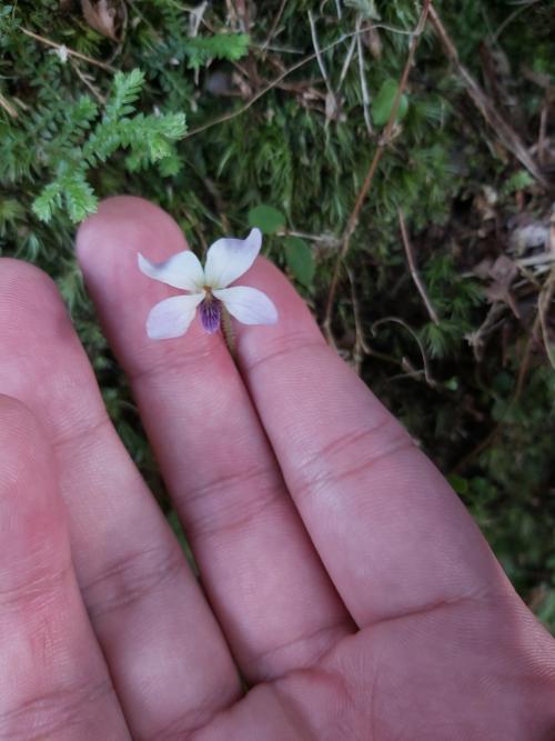 台北堇菜