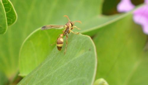 帶鈴腹胡蜂