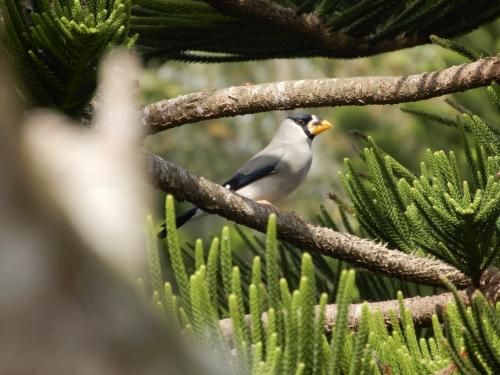 桑鳲