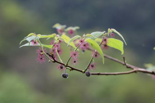 小構樹雄花與雌花