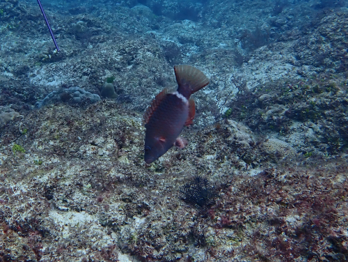 單帶尖唇魚