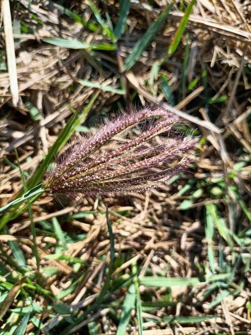 虎尾草、刺虎尾草、孟仁草