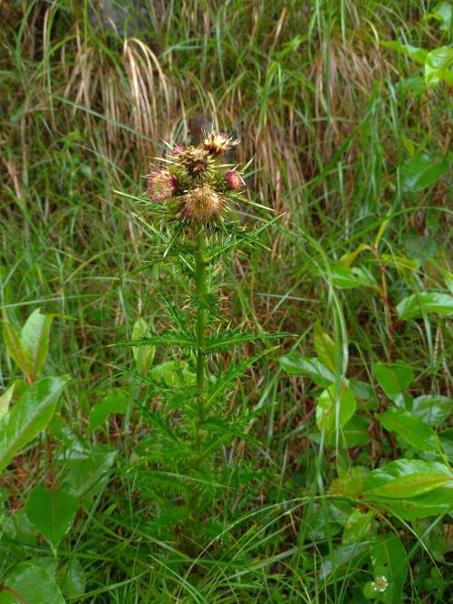 阿里山薊