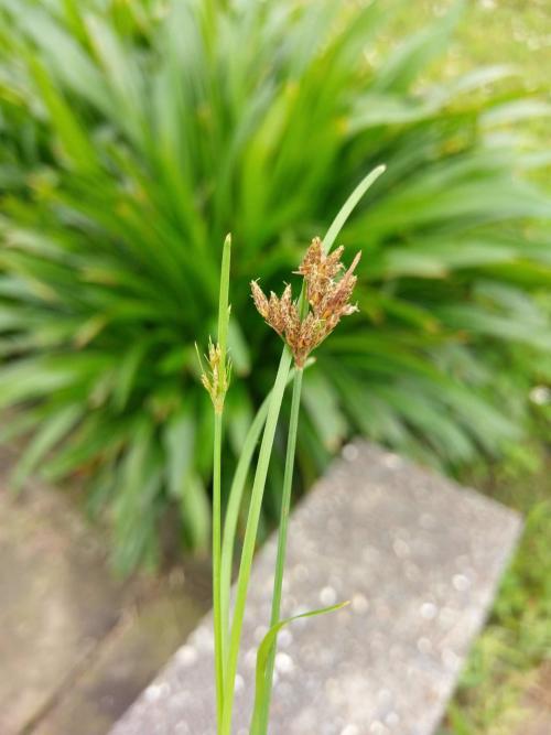 兩歧飄拂草 (棱穗飄拂草)