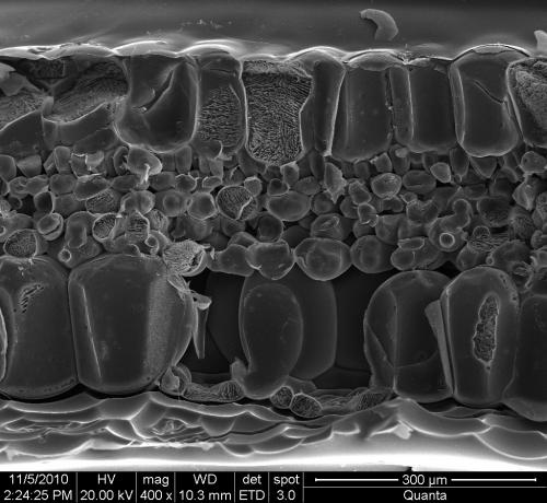 Begonia rajah–葉片與氣孔SEM顯微照相