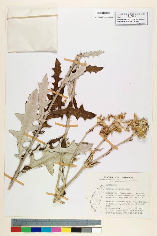 Echinops grijsii Hance_標本_BRCM 6506