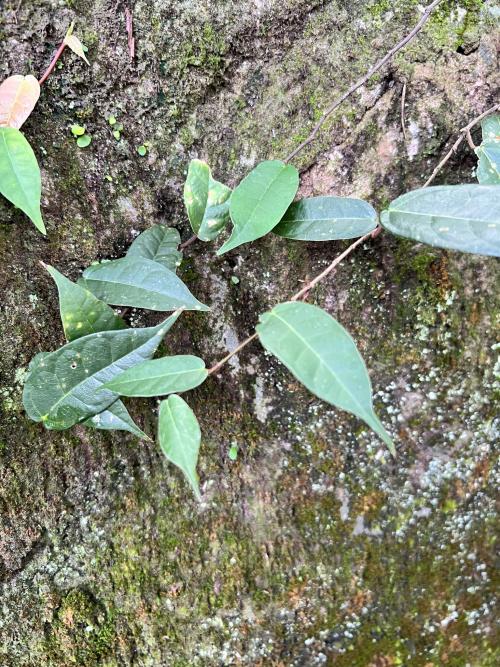 阿里山珍珠蓮