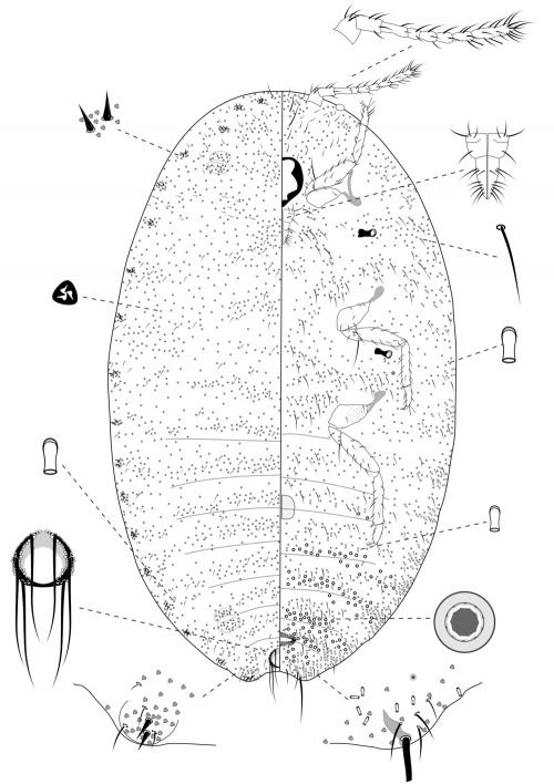 Planococcus citri (Risso, 1813)