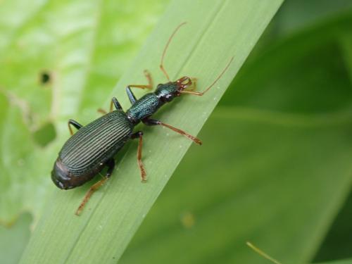 Drypta formosana