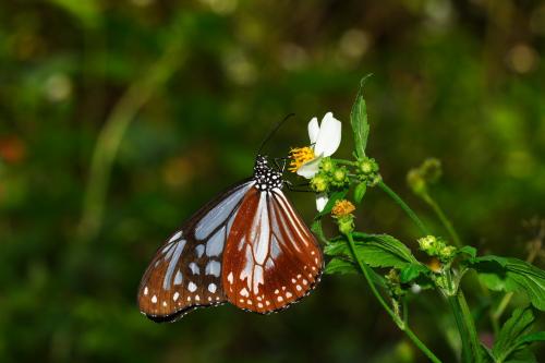 20090926_347185_Parantica sita niphonica_a.jpg