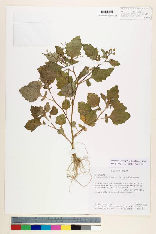 Dichrocephala integrifolia (L. f.) Kuntze_標本_BRCM 7391