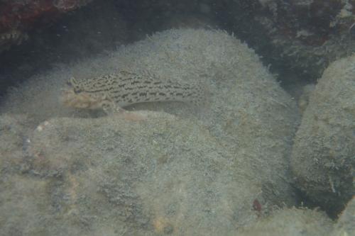 妝飾銜鰕虎魚