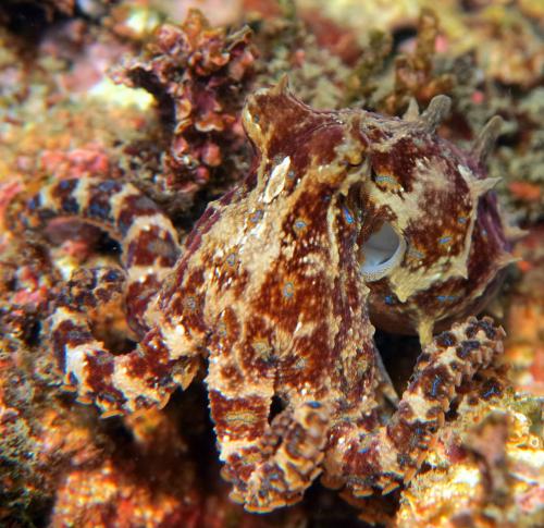  Hapalochlaena maculosa(Southern Blue-ringed Octopus)南藍圈章魚