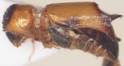 Xylodectes ornatus (Lesne, 1897)