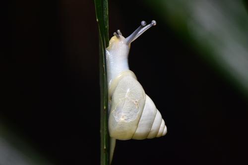 白薩摩蝸牛 (白高腰蝸牛)