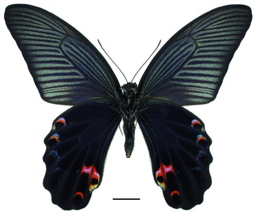 Papilio protenor protenor Cramer, [1775] 黑鳳蝶