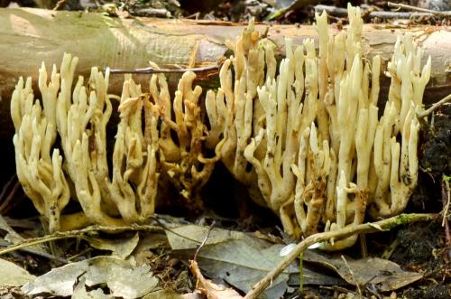 Ramaria abietina(變綠枝瑚菌)