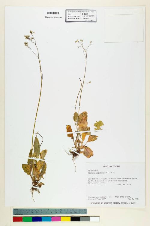 Youngia japonica (L.) DC._標本_BRCM 5482