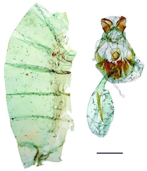 Papilio memnon heronus Fruhstorfer, 1902 大鳳蝶