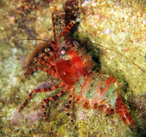 乳斑掃帚蝦