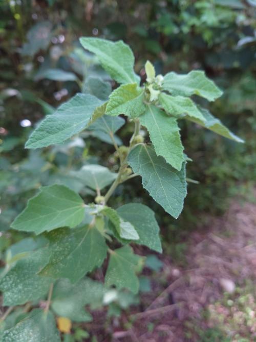 地桃花 (肖梵天花)