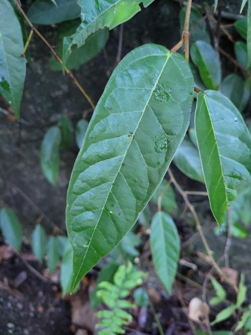 阿里山珍珠蓮