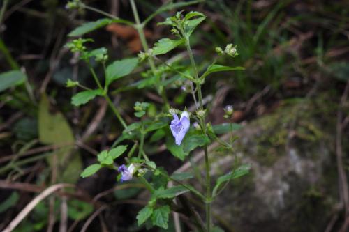 香茶菜