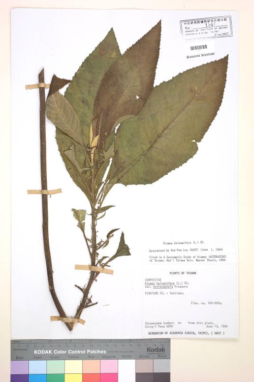 Blumea balsamifera (L.) DC._標本_BRCM 3762