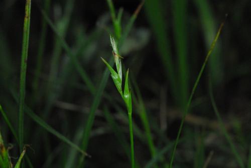 Carex-taiwanensis_3