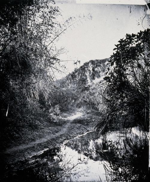 福爾摩沙（臺灣）影像：Foliage at Nem Kong