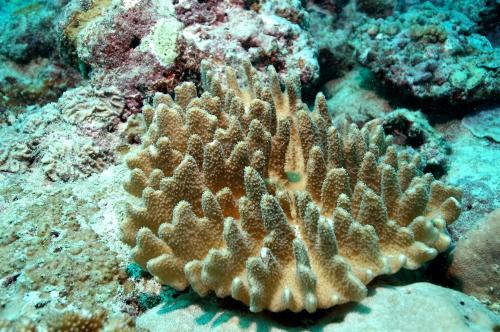 粗糙葉形軟珊瑚