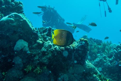 克氏蝴蝶魚