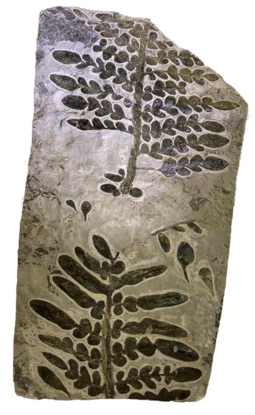 髓木科蕨類化石