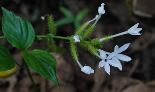 白花丹