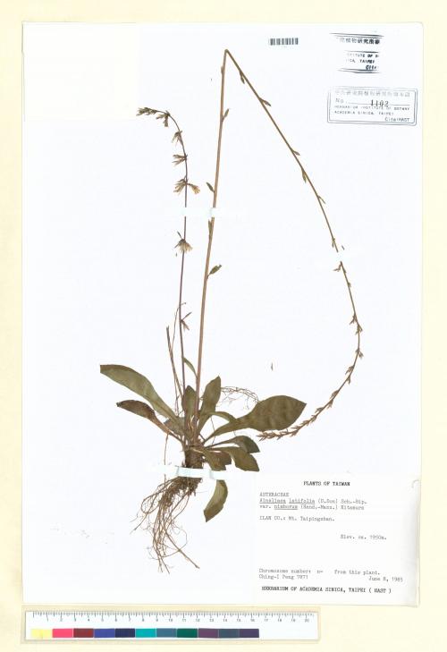 Ainsliaea latifolia (D. Don) Sch.-Bip. var. nimborum (Hand.-Mazz.) Kitam._標本_BRCM 6664