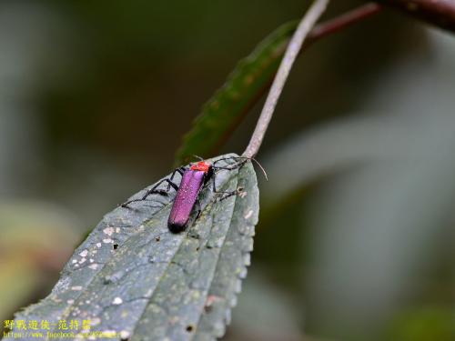 紫翅麗菊虎