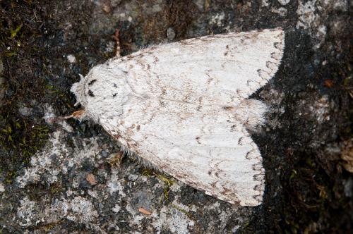 110724 花蓮 碧綠 08 Pseudofentonia (Pseudofentonia) sp nr  argentifera argentifera (Moore, 1866)_800ori